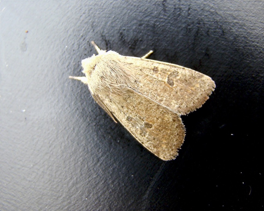small quaker